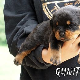 Pomsky, Rottweiler, Shetland Sheepdog, and Toy Shetland Sheepdog Puppies from Mountain High Kennels