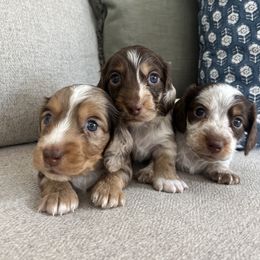 Dachshund Puppies from Southern Pearl Doxies