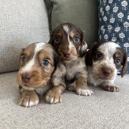 Dachshund Puppies from Southern Pearl Doxies