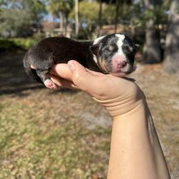 Handsome - Black and white male Cardigan Welsh Corgi puppy in Wekiwa Springs, Florida from It is Corgiland