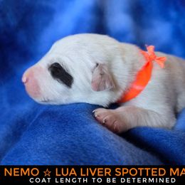 Nemo (LUA Liver Shortcoat) - White and liver brown male Dalmatian puppy in Salem, Missouri from Paradise Spots Dalmatians