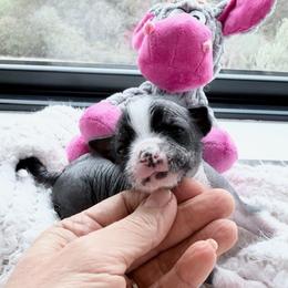 Pearl - Black and white female Chinese Crested puppy in Gold River, California from Royal Chinese Crested