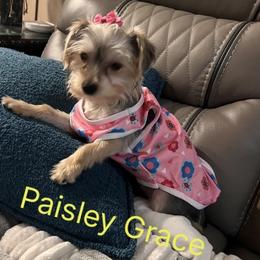 Paisley - Yorkshire Terrier