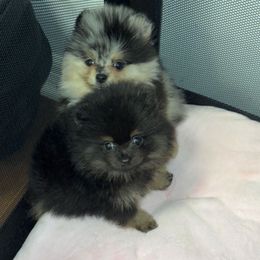 AKC Black and Tan Smallest - Black and tan male Pomeranian puppy in Houston, Texas from MD Bella Pomeranian