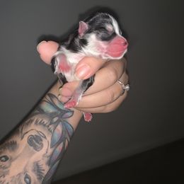Pomsky Puppies from Peekaboo Pomskies