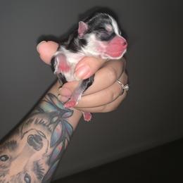 Pomsky Puppies from Peekaboo Pomskies