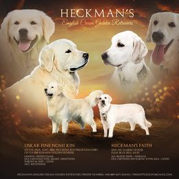 Golden Retriever puppies from Heckmans English Cream Golden Retrievers