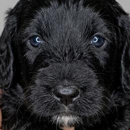 Bernedoodle Puppies from Willow Creek Farm