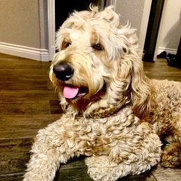 Cowboy - Goldendoodle