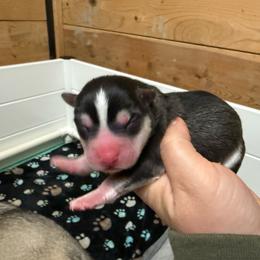 Boy 4 - Black and white male Pomsky puppy in Greenfield, Minnesota from SRF Pomskies