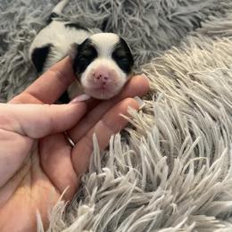 Sweet girl - Parti female Yorkshire Terrier puppy in Yukon, Oklahoma from Tiffs Yorkie babies