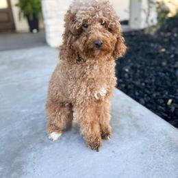 Oaklee - Goldendoodle