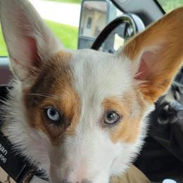 American Corgi and Pembroke Welsh Corgi Puppies from Beebe’s Corgis