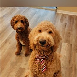 Australian Labradoodle Puppies from Lindsey's Loving Labradoodles