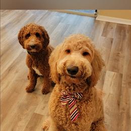 Australian Labradoodle Puppies from Lindsey's Loving Labradoodles
