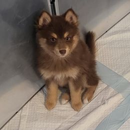 Pomsky Puppies from Tony Hwang