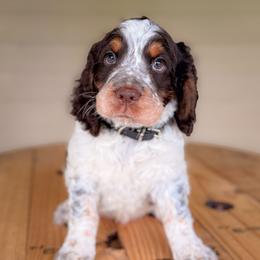 Boy 3 - Black - Liver white and tan male English Springer Spaniel puppy in Lake City, Fl, Florida from Spradley Springers & GSP's