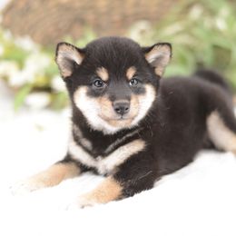 Toki Black and Tan Boy - Black and tan male Shiba Inu puppy in Neosho, Missouri from Sunny Terrace Shibas