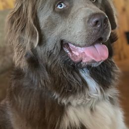 Assorted Doodle Crosses, Newfoundlands, and Poodles from Great Pawsabilities Kennels