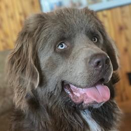 Assorted Doodle Crosses, Newfoundlands, and Poodles from Great Pawsabilities Kennels