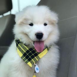 'Hops and Dreams' (Yellow boy) - White male Samoyed puppy in Bearcreek, Montana from Morning Star Samoyeds