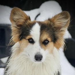 Vegas - Pembroke Welsh Corgi