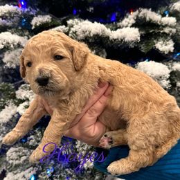 Girl 5 - Cream Goldendoodle puppy in Eastvale, California from Patriot Family Paws