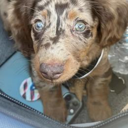 Dachshund Puppies from Honey Creek Doxies