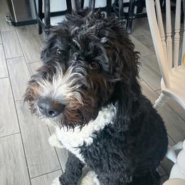 Honey  - Bernedoodle