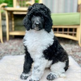 Patience - Parti female Poodle puppy in Hanover Township, Pennsylvania from Apricity Poodles