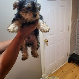 Morkie Puppies from Silvia Gracia