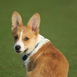 Pembroke Welsh Corgis from Santa Margarita Corgis