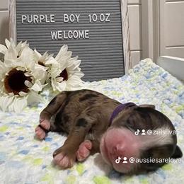 Aussiedoodle and Australian Shepherd Puppies from Loving Puppy Paws Kennel