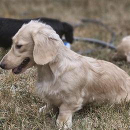 Sapphire - Dachshund