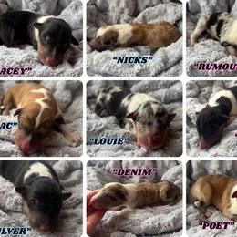 Collie Puppies from Tucker Creek Collies