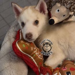 Zeus - Siberian Husky puppy from Feazell’s Siberian Huskies