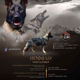 Hennessy - German Shepherd