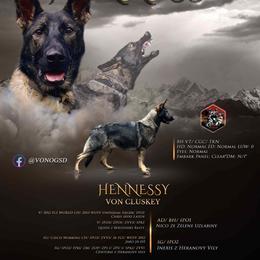 Hennessy - German Shepherd