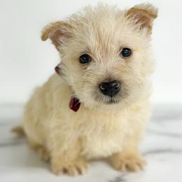 Portia - Wheaten female Scottish Terrier puppy in Mount Joy, Pennsylvania from K&M Kennel