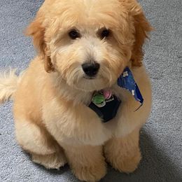 Goldendoodle Puppies from MidCoast Doodles (formerly Marriottsville Ridge Farm)