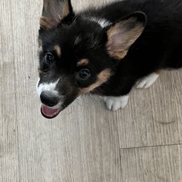 Pembroke Welsh Corgi Puppies from Fuzzy Butt Corgis