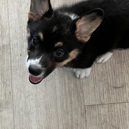 Pembroke Welsh Corgi Puppies from Fuzzy Butt Corgis