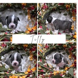 Tilly - Blue female Boston Terrier puppy in La Belle, Florida from HC Boston Terriers