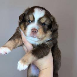 Bloom - Red tri-color male Miniature American Shepherd puppy in Harrisonville, Missouri from Trailside Mini Aussies