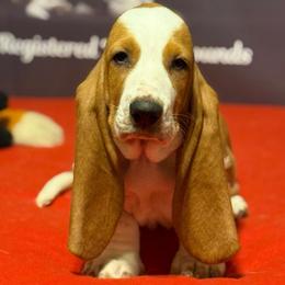 Tan Collar - Red and white female Basset Hound puppy in Stilwell, Oklahoma from Kingdom of Longears