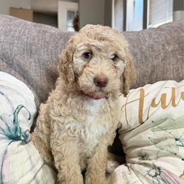 Penelope - Cream female Goldendoodle puppy in Arlington, Texas from Chambers Doodle Patch