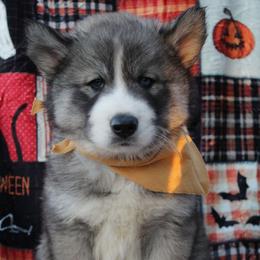 Yellow - Black and white male Siberian Husky puppy in York, Pennsylvania from Spalla Pups