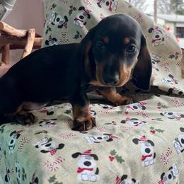 Dachshund Puppies from A&R Dachshund