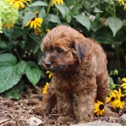 Missy - Red female Whoodle puppy in West Bend, Iowa from Blue Skies Terriers