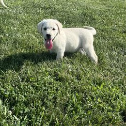 Yellow Collar Male - Yellow male Labrador Retriever puppy in Nevada, Missouri from CKB Labradors